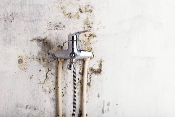 Best Fast Mold Removal  in Canton, GA