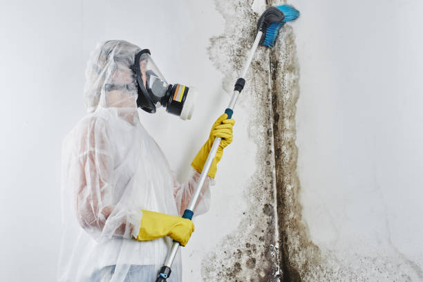 Best Commercial Mold Removal  in Canton, GA