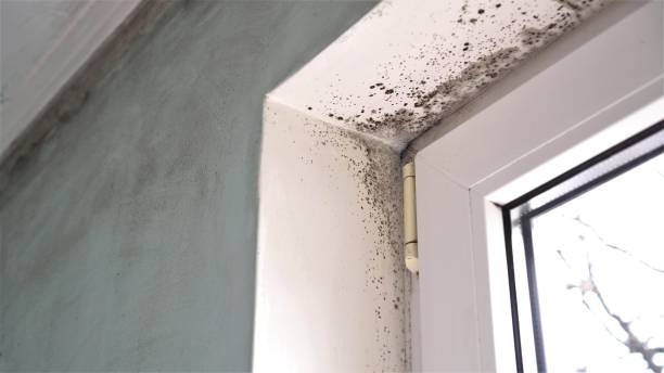 Best Mold Remediation  in Canton, GA