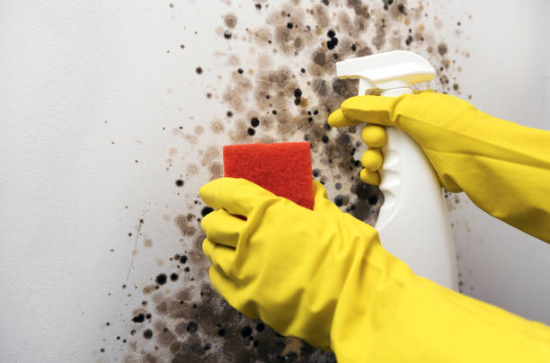 Attic Mold Removal in Canton, GA