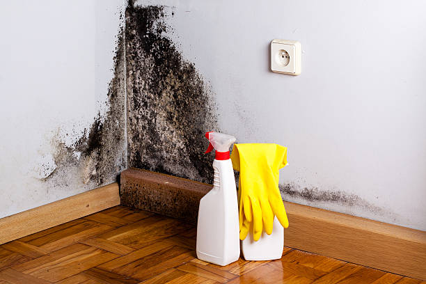 Best Home Mold Removal  in Canton, GA